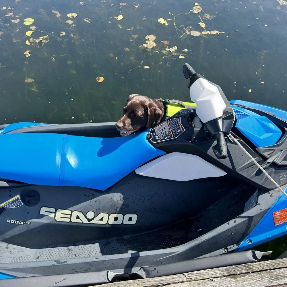 Small dog riding on a blue Sea-Doo jet ski on calm water
